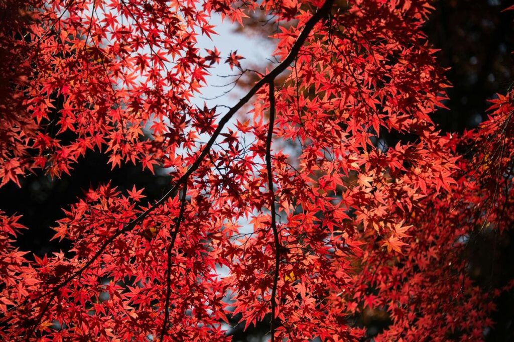 parchi di Tokyo da visitare